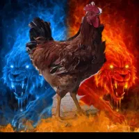 مرغ خروس|حیوانات مزرعه|کن, |دیوار