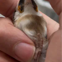 سهره چانه سفید