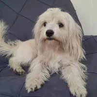 واگذاری شیتزو ماده