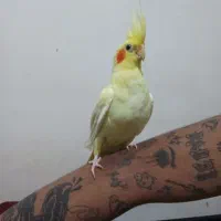 عروس هلندی لوتینو نر دستی و رام زعفرانی کشیده