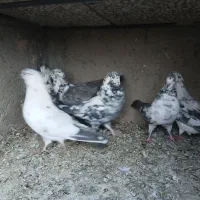 بوربوری سرخ ابرش