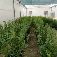 نهال بادام پایه رویشی|گل و گیاه طبیعی|زنجان, |دیوار