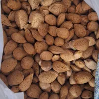 بادام امسال شیرین