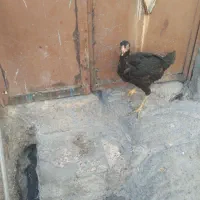 جوجه لاری اصیل|حیوانات مزرعه|مشهد, همت آباد|دیوار