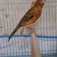 قناری نر مست