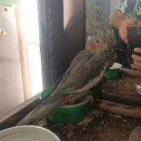عروس هلندی ماده