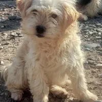 سگ پودل عروسکی