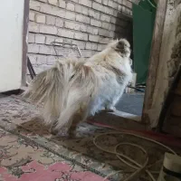پامر عروسکی