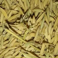 شالی|عمده‌فروشی|گرگان, |دیوار