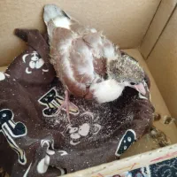 کروباتی هفت رنگ دستی نر