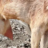 بز نجدی|حیوانات مزرعه|برخوار, |دیوار