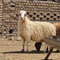 میش بره دار