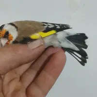 سهره ماده دوساله تاتی بده