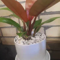 گل فیلودندرون شاهزاده|گل و گیاه طبیعی|پردیس, فاز ۱|دیوار