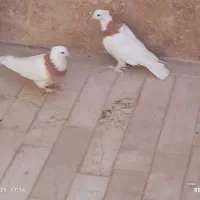 یک جفت کفتر طوقی