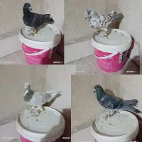 کفتر سوسکی سرخ ...