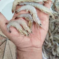 میگو‌ پلویی درهمی توضیحات بخون