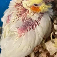 عروس هلندی مولد اصل لوتینو|پرنده|فریدون‌کنار, |دیوار