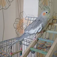 عروس هلندی ماده بالغ