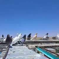 کبوتر یه جایی|پرنده|سریش آباد, |دیوار