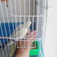 عروس هلندی|پرنده|اصفهان, ارداجی|دیوار