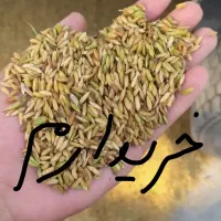 1.800کیلو چلتوک