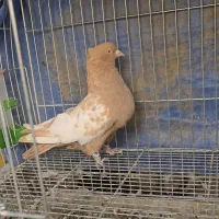 جفت سینه زرد سینه سرخ|پرنده|شیراز, کاراندیش|دیوار