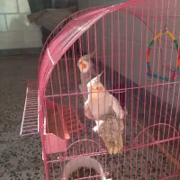 جفت عروس هلندی مست ودستی|پرنده|کارون, |دیوار