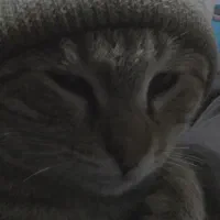 گمشده.گربه ای بنام گرمن|حیوانات|سنقر, |دیوار