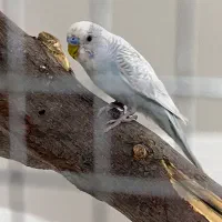 جفت مرغ عشق نر ماده