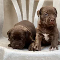 سگ پیتبول بمب|سگ|شیراز, میانرود|دیوار