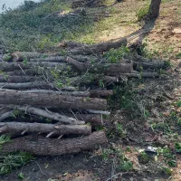 خرید درخت مورد|خدمات باغبانی و درختکاری|بندر ماهشهر, |دیوار