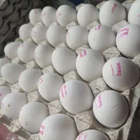 تخم مرغ کیلویی