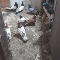 کبوتر. طوق. زردـ۱۸۰۰۰۰۰