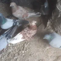 کبوتر|حیوانات|بهار, |دیوار