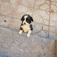 توله کوچولوی فوق‌العاده ناز