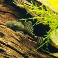 لجن خوار پوزه بوته ای