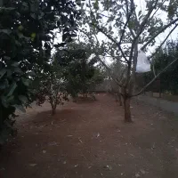 زمین مسکونی کریم محله|فروش زمین و ملک کلنگی|تالش, جوکندان|دیوار