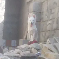 نر و ماده رودان هستش|سگ|بندرعباس, |دیوار