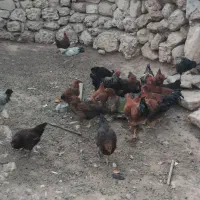 خروس محلی