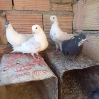 چهار تا کنه وطوقی جوجه|پرنده|سبزوار, بیهق شرقی|دیوار