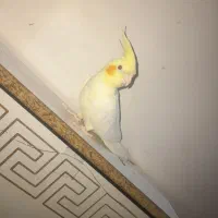 عروس هلندی