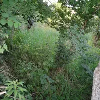 فروش ۲۹۳ متر زمین ویلایی ویرمونی|فروش زمین و ملک کلنگی|آستارا, |دیوار