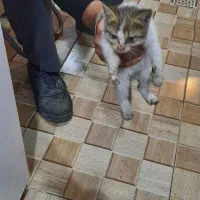 واگذاری بچه گربه