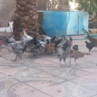مرغ و جوجه
