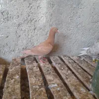 جوجه  رنگ روشن|پرنده|برازجان, |دیوار