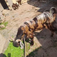 یک راس بعده افغان یک راس بز افغانی