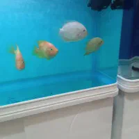 ۴عدد ماهی گوشت خوار