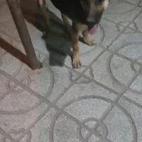 واگذاری سگ میکس ژرمن