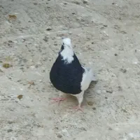 فروش کبوتر|پرنده|اسدآباد, |دیوار